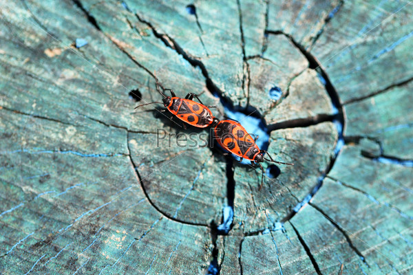 Two red beetle on a wooden stump photographed close up