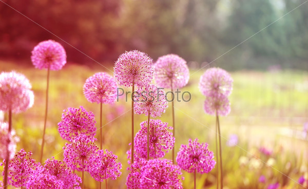 beautiful flowers dandelions