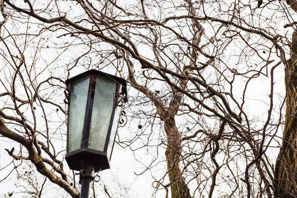 outdoor lamp between tree branches in urban park in early spring day