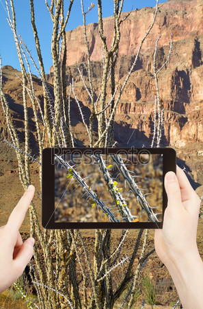 travel concept - tourist taking photo of cactus in Grand Canyon mountains on mobile gadget, Nevada, USA