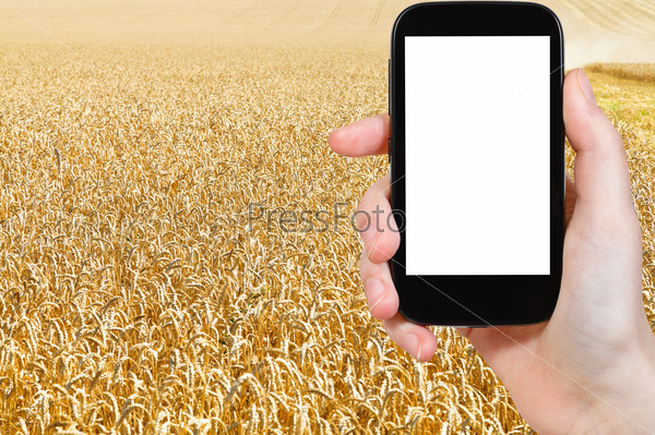 travel concept - tourist photograph harvesting of yellow wheat field on tablet pc with cut out screen with blank place for advertising logo
