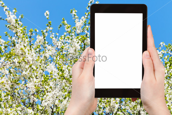 photo of white blossoming cherry tree and blue sky