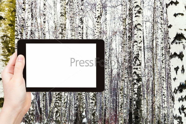 travel concept - tourist photograph russian snowy birch woods in winter on tablet pc with cut out screen with blank place for advertising logo
