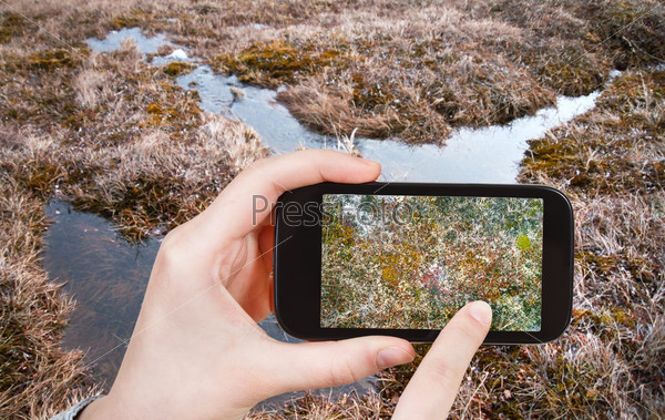 travel concept - tourist taking photo of swamp in Arctic tundra, Siberia, Chukotka on mobile gadget Russia