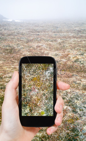 tourist taking photo of moss in Arctic tundra