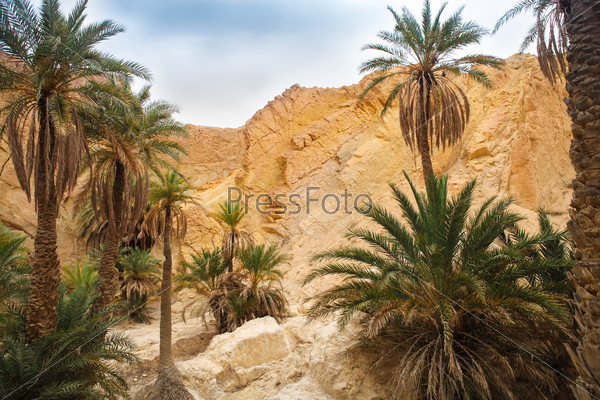 View of mountain oasis Chebika, Sahara desert, Tunisia