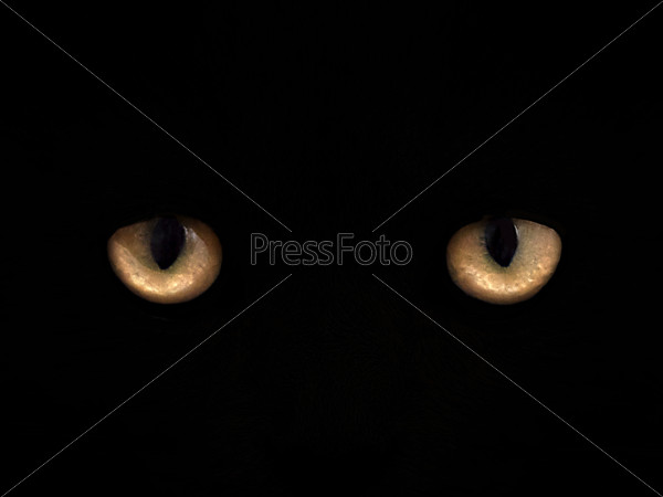 Cat eyes on a black background close-up. front view