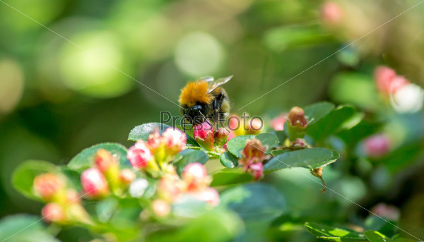 Bumblebee collecting nectar from flowers in the city park.