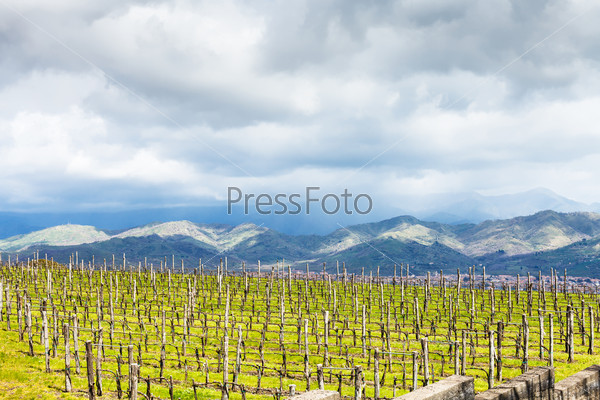 empty vineyard in Etna agricultural region in spring, Sicily, Italy