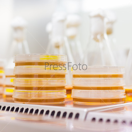 Close up of cell culture samples on LB agar medium in petri dish in laminar flow. Agar plates are used by biologists to culture cells, mold, fungi, bacteria or small moss plants.
