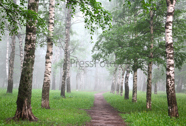 Early morning in mist birch grove