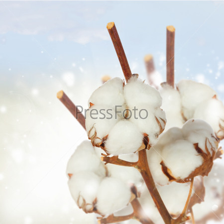 Branch of cotton plant over blue bokeh background with sparkles