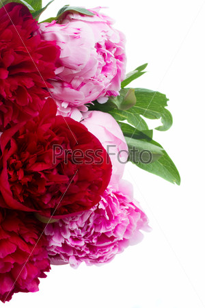 border of red and  pink  peonies   isolated on white background