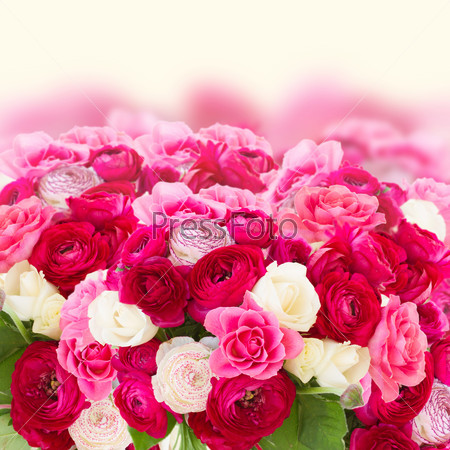 border of pink  ranunculus and rose flowers on white background