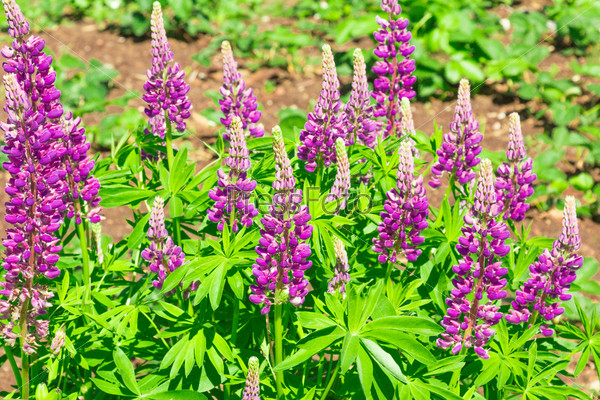 Lupin has a long variety of colors of flowers from white to dark purple. And also there are halos with a combination of two colors, red and orange, purple and lavender, blue and white.