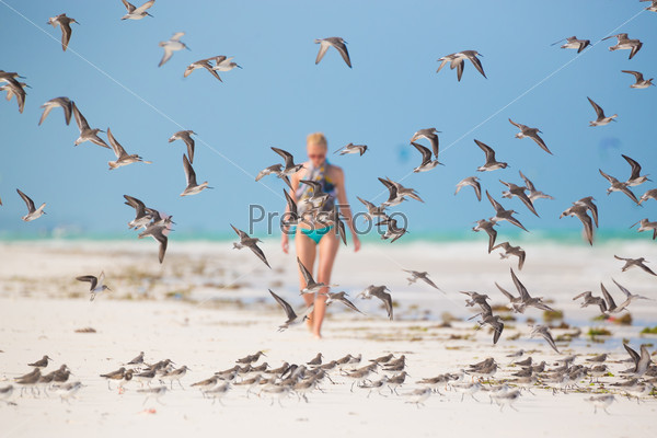 Flock of birds on the beach. Woman walking on the beach in the background.  Focus on birds.