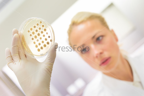 Female life science professional observing cell culture samples on LB agar medium in petri dish.  Scientist grafting bacteria in microbiological analytical laboratory .  Focus on scientist\'s eye.