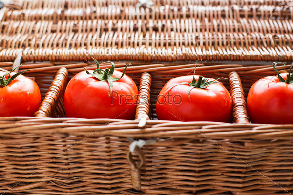 Tomatoes with dew lying in wicker box