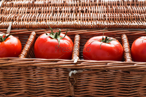 Four tomatoes with dew lying separately in wicker box