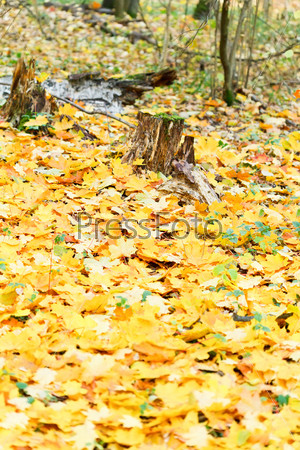 yellow maple leaf litter around stump in autumn forest