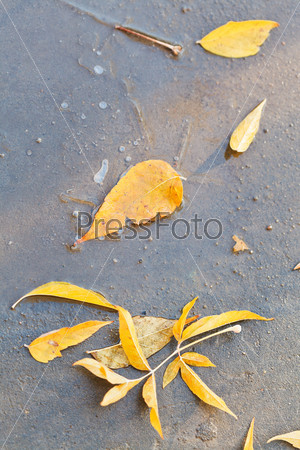 yellow fallen leaves in frozen puddle in autumn