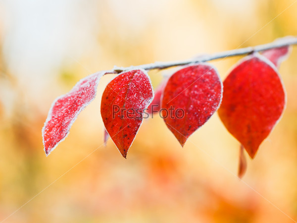 first frost on red leaves in autumn forest