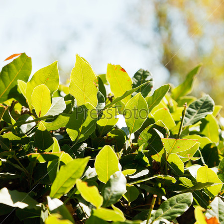 fresh leaves of laurel tree (laurus nobilis) close up outdoors