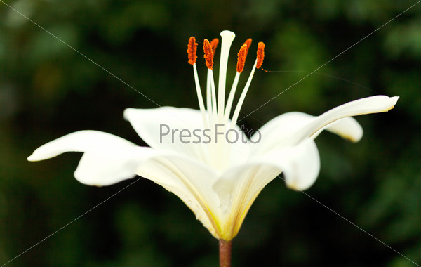 side view of white flower Lilium candidum (Madonna Lily) close up