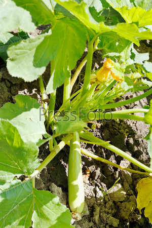 ripe squash on ground in garden in summer day