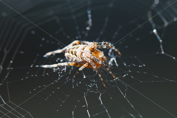 Macro view of European garden spider on cobweb outdoors, stock photo
