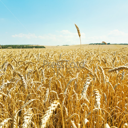 ear over ripe wheat plantation in caucasus region in summer day