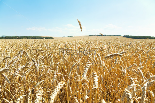 ear over ripe wheat plantation