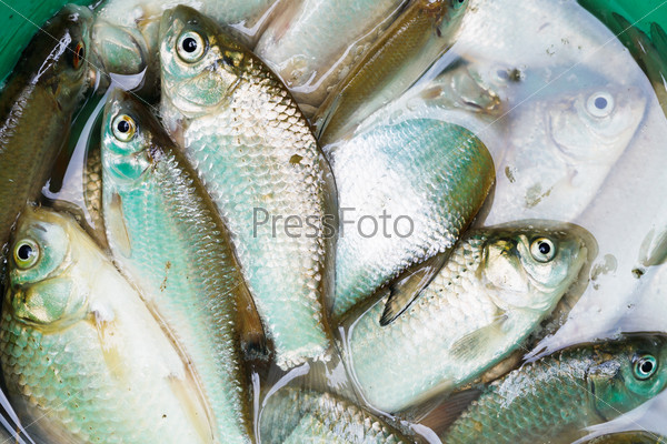above view of haul of small freshwater fishes in green bucket
