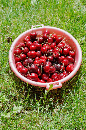 bowl with ripe red cherries on a green lawn