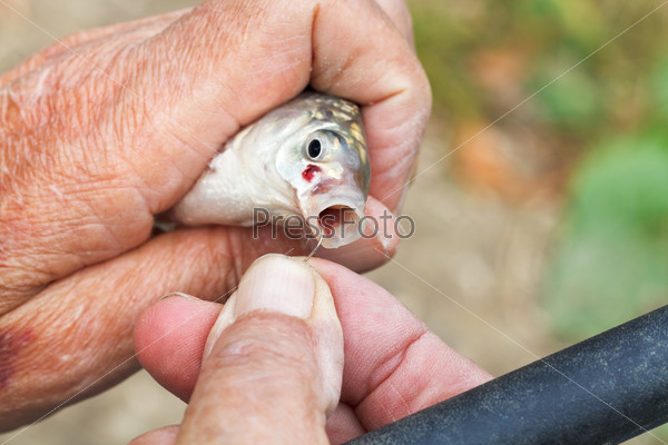 Fisherman pulls out fish hook from fish s mouth