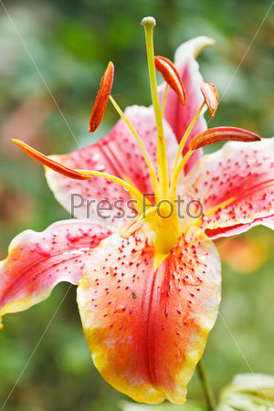Head of bloom pink tiger lily close up