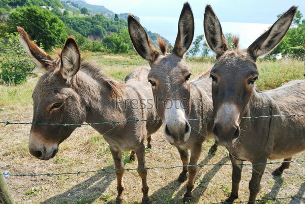 Three donkey on italian farm