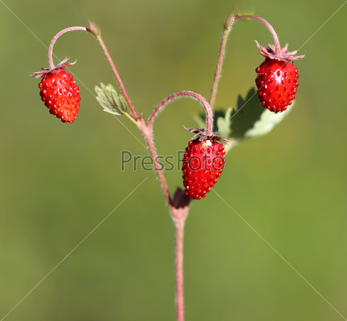 Delicious wild berry strawberry photographed close up
