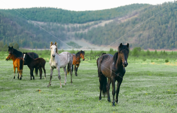 Wild horses in the nature reserve of Lake Baikal. Horses owned by a local farm . Farm closed. Horses walk by themselves .