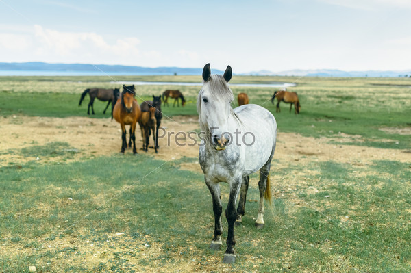 Wild horses in the nature reserve of Lake Baikal. Horses owned by a local farm . Farm closed. Horses walk by themselves .
