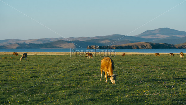 Cows in the nature reserve of Lake Baikal. Owned by local residents. The walk freely anywhere.