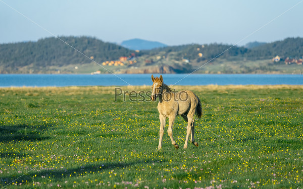 Wild foal in the nature reserve of Lake Baikal. Horses owned by a local farm . Farm closed. Horses walk by themselves .