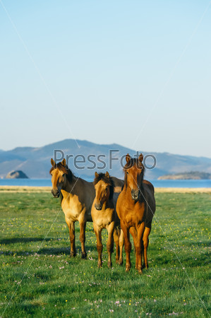 Three horses. Wild horses in the nature reserve of Lake Baikal. Horses owned by a local farm . Farm closed. Horses walk by themselves .