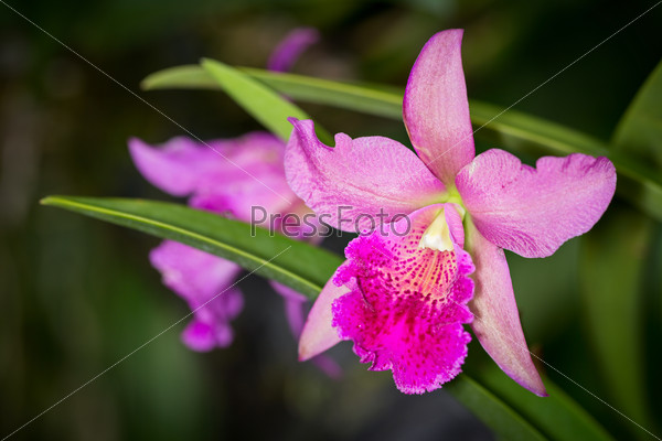 Pink and purple Cahuzacra Hanh Sang orchid flower on dark background, selective focus