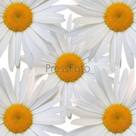 beautiful flower white daisy on white background