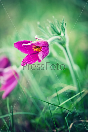 Anemone patens. Spring flower. Pasque flower - Pulsatilla patens, Flower Sleep - grass
