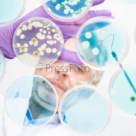 Focused senior life science professional grafting bacteria in the pettri dishes. Lens focus on the agar plate, stock photo