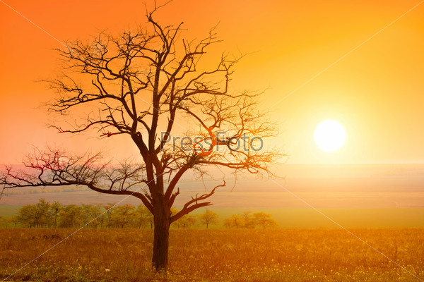 autumn tree and sunset