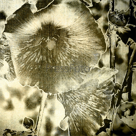 art grunge graphic floral vintage background with sketchy of macro malva in sepia and black colors