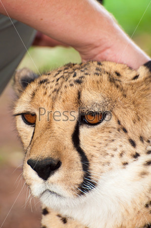 Touching the head of a Chitah